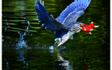 554b1406a9be4.jpg