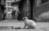 56a1d6966cb33.jpg