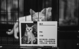 56a1d69719b4d.jpg