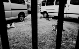 56a1e6bd96d6e.jpg
